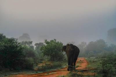 Explora el norte de Sri Lanka