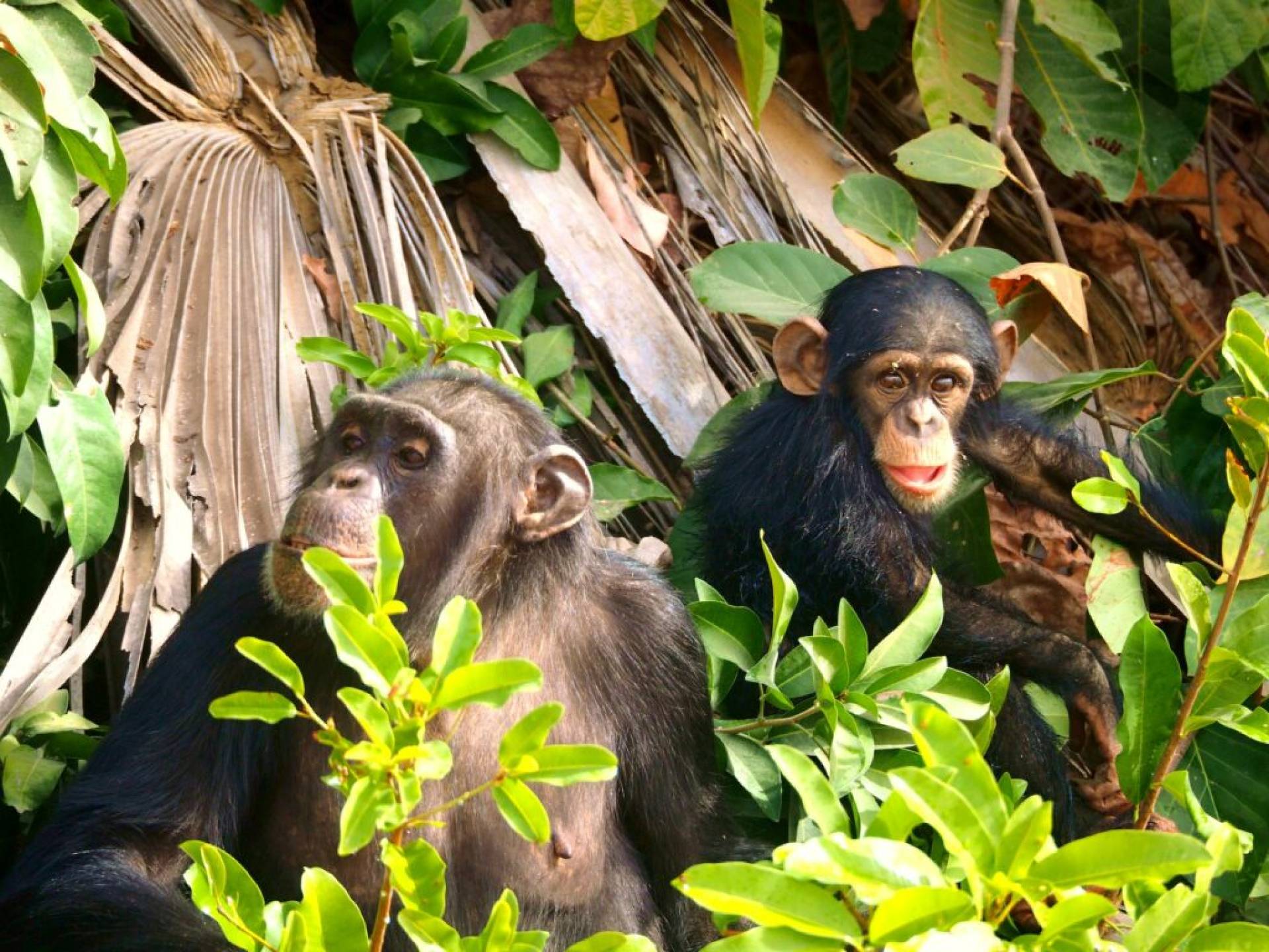 Mono verde. parque nacional de murchison falls. uganda, áfrica